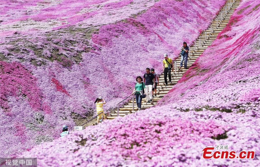 <?php echo strip_tags(addslashes(Visitors enjoy Shibazakura (pink moss) filed at a park in Hokkaido, Japan on May 19, 2019. (Photo/VCG))) ?>