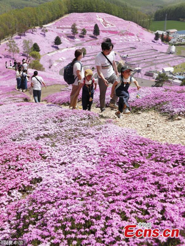 <?php echo strip_tags(addslashes(Visitors enjoy Shibazakura (pink moss) filed at a park in Hokkaido, Japan on May 19, 2019. (Photo/VCG))) ?>