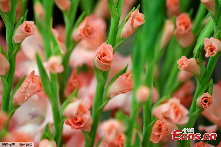Gladioli are seen on display at the RHS Chelsea Flower Show at the Royal Hospital Chelsea, London, Britain, May 20, 2019. (Photo/Agencies)