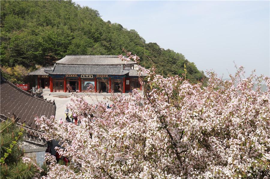 Crabapple flowers embrace Taishan Mountain.  (Photo by Sui Xiang for chinadaily.com.cn)