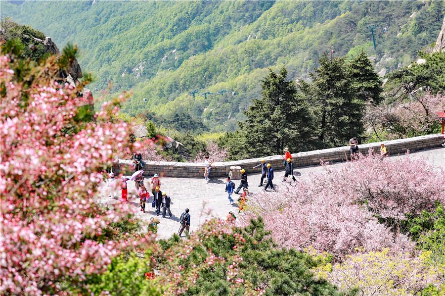 Crabapple trees at Taishan Mountain are in blossom. (Photo by Sui Xiang for chinadaily.com.cn)