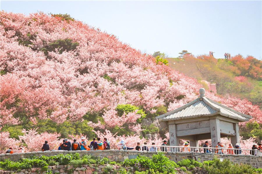 Crabapple trees at Taishan Mountain are in blossom. (Photo by Sui Xiang for chinadaily.com.cn)