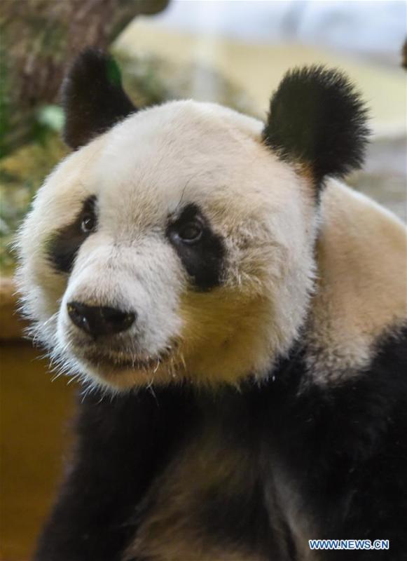 <?php echo strip_tags(addslashes(Giant panda Yuan Yuan is seen at the Schoenbrunn Zoo in Vienna, Austria, on May 20, 2019. Giant panda Yuan Yuan was officially handed over to the zoo in a grand ceremony on Monday morning. Yuan Yuan is a 19-year-old male who has been in Vienna since mid-April and quarantined for a month before visitors could take a look at him. (Xinhua/Guo Chen))) ?>