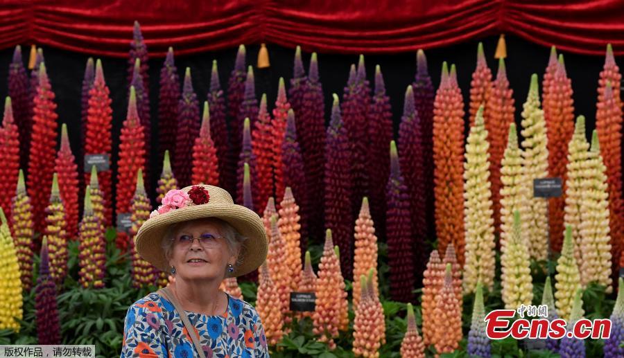 A visitor passes a display of Lupins at the RHS Chelsea Flower Show at the Royal Hospital Chelsea, London, Britain, May 20, 2019. (Photo/Agencies)