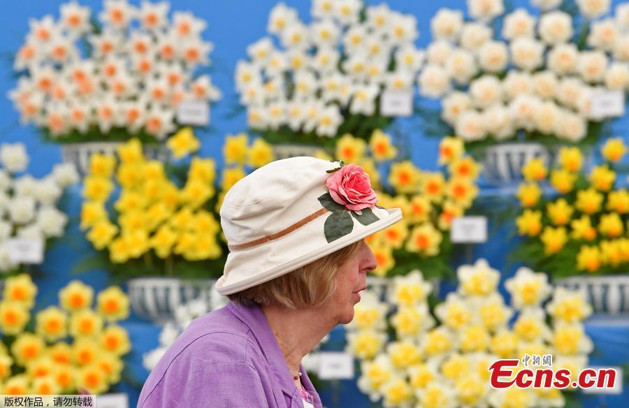 A visitor passes a display of Daffodils at the RHS Chelsea Flower Show at the Royal Hospital Chelsea, London, Britain, May 20, 2019. (Photo/Agencies)