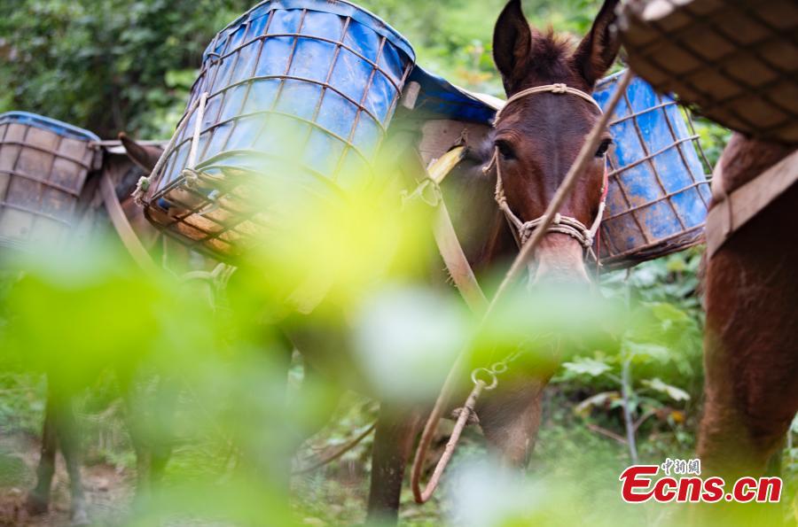 A caravan, consisting of over 20 mules and horses, transports construction materials to build a 4.2-kilometer footpath on a mountain in Xinyu City, East China’s Jiangxi Province, May 21, 2019. Led by Wang Lianpin, the caravan has helped  in construction of footpaths in tourist attractions and electricity projects in areas inaccessible by vehicles for ten years. Wang’s team now includes 13 members. (Photo: China News Service/Zhao Chunliang)