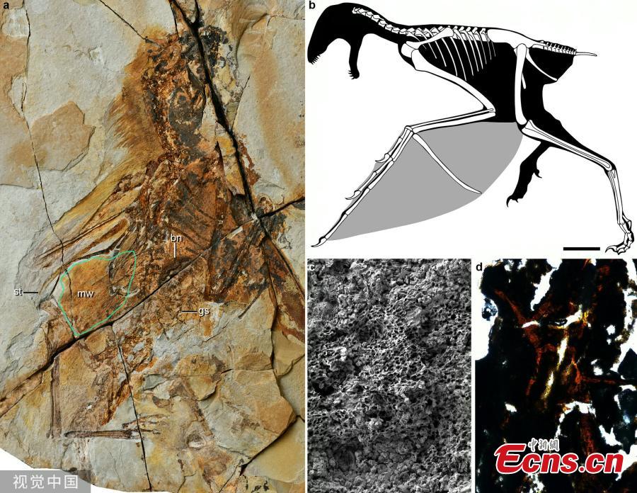 Scientists have found the remains of a bizarre Jurassic dinosaur with membranous wings, showing a strange but unsuccessful attempt to fly in the evolution process from dinosaur to bird. The well-preserved fossil, discovered from northeast China\'s Liaoning Province, dates back 163 million years and belongs to a new species of Jurassic non-avian theropod dinosaur with associated feathers and membranous tissues. About 32 cm long and weighing about 306 grams, the new species has been named Ambopteryx longibrachium, meaning a mixture of a dinosaur and the membranous wings of the pterosaur. (Photo/VCG)