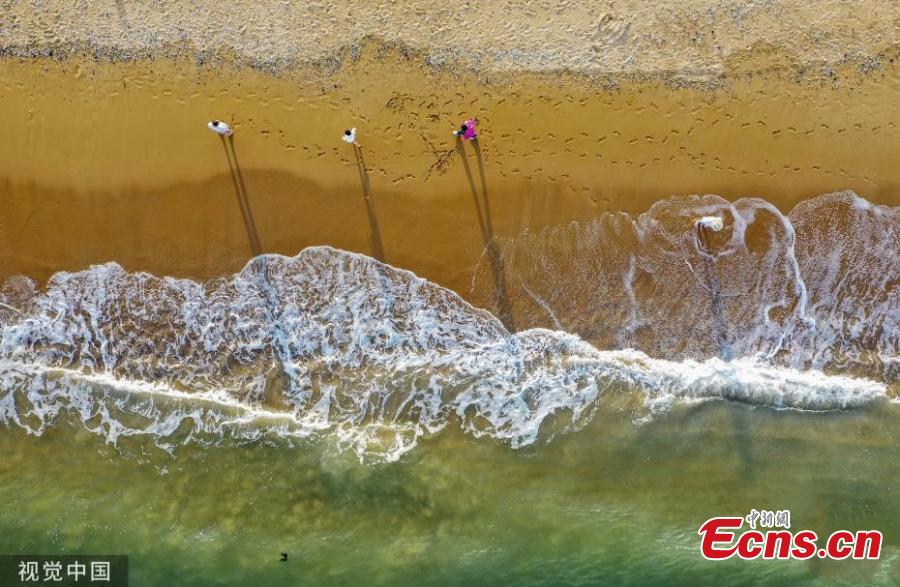 Green waves crash on golden sand of the beach in Qingdao, East China’s Shandong province on May 21, 2019. (Photo/VCG)