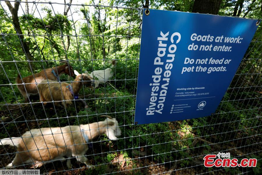 A group of 24 goats are released into New York\'s Riverside Park as \