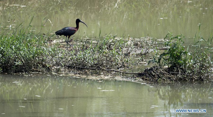 A glossy ibis rests at Hanjiang River wetland park in Hanzhong, northwest China\'s Shaanxi Province, May 21, 2019. Three glossy ibises were sighted for the first time in Shaanxi Province. The glossy ibis, a close relative to the endangered crested ibis, is under second-class state protection in China. (Xinhua/Tao Ming)