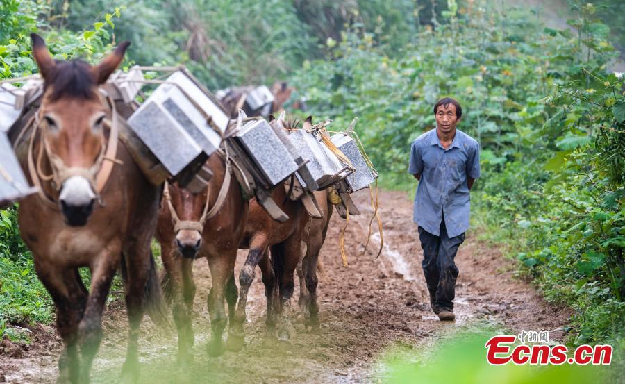 A caravan, consisting of over 20 mules and horses, transports construction materials to build a 4.2-kilometer footpath on a mountain in Xinyu City, East China’s Jiangxi Province, May 21, 2019. Led by Wang Lianpin, the caravan has helped  in construction of footpaths in tourist attractions and electricity projects in areas inaccessible by vehicles for ten years. Wang’s team now includes 13 members. (Photo: China News Service/Zhao Chunliang)