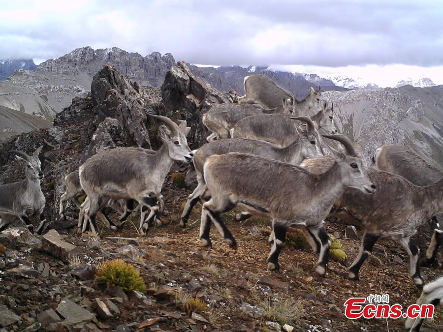 Photos taken by infrared cameras show a great variety of wild animals including snow leopards, sambar deer, red fox and alpine musk deer inhabit the headstreams of the Lancang River, yellow river and Yangtze River in Yushu Tibetan Autonomous Prefecture, Qinghai Province. (Photo provided to China News Service)