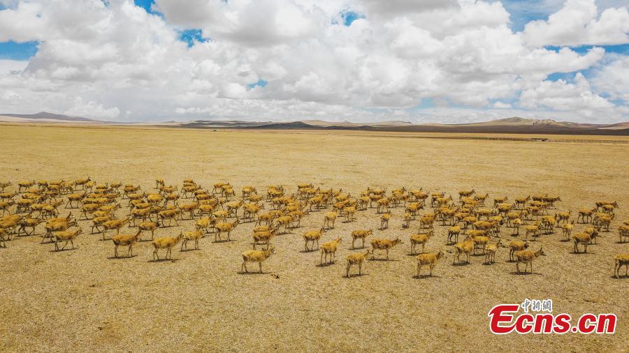 Approximately 3,000 Tibetan antelope form a spectacular scene as they migrate in Gerze County, Ngari Prefecture, Southwest China’s Tibet Autonomous Region. (Photo: China News Service/ Sonam Rinchen)
