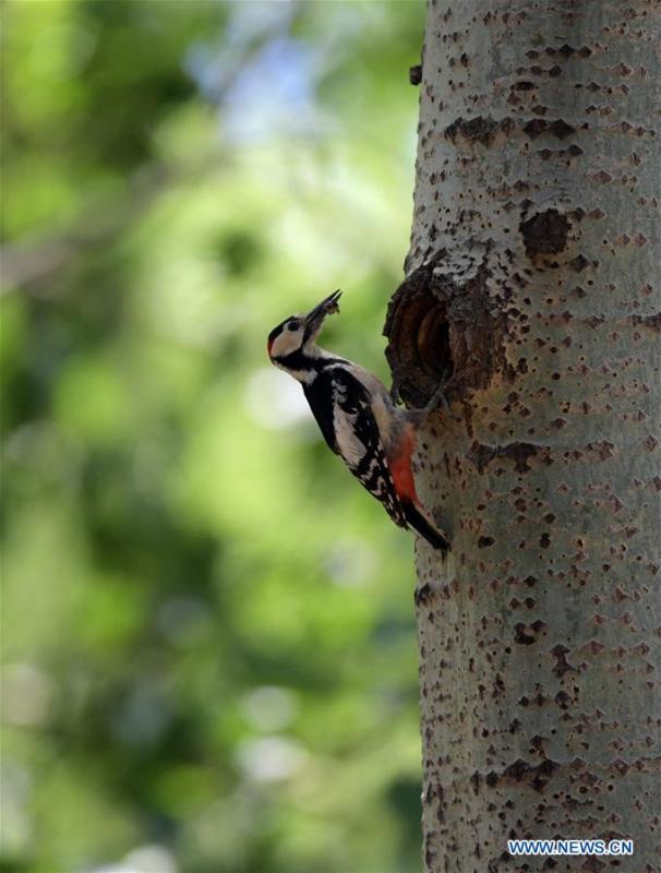 <?php echo strip_tags(addslashes(A great spotted woodpecker feeds its chick in a forest by the Hunhe River in Shenyang, northeast China's Liaoning Province, May 22, 2019. (Xinhua/Yang Qing))) ?>