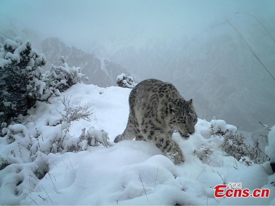 Photos taken by infrared cameras show a great variety of wild animals including snow leopards, sambar deer, red fox and alpine musk deer inhabit the headstreams of the Lancang River, yellow river and Yangtze River in Yushu Tibetan Autonomous Prefecture, Qinghai Province. (Photo provided to China News Service)