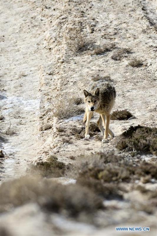<?php echo strip_tags(addslashes(Photo taken on May 18, 2019 shows a wolf in the Altun Mountains, northwest China's Xinjiang Uygur Autonomous Region. There is a nature reserve covering 45,000 square kilometers of the Atlun Mountains, which are home to many wild lives. A lot of effort has gone into environmental protection in Altun over the past few decades. Ecosystems have regenerated on the nature reserve since it was set up in the 1980s to keep poaching, illegal trespassing and mining at bay. Some 400 km away from the uninhabited reserve, 3,000 meters above sea level, the workers are building a railway connecting cities in the northwestern provinces of Xinjiang and Qinghai. They get along quite well with unlikely neighbors. (Xinhua/Ding Lei))) ?>