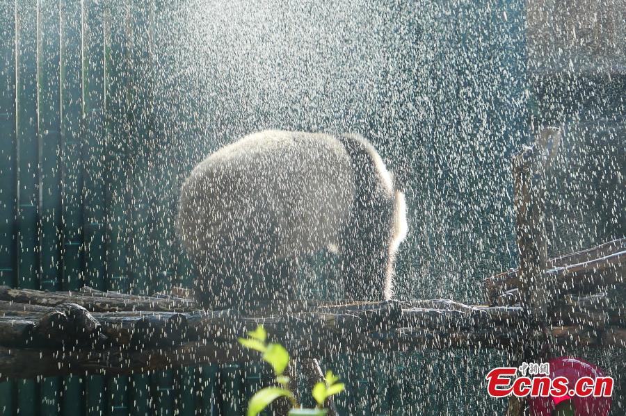 A giant panda is pictured enjoying a shower at Beijing Zoo on May 23, 2019 as the temperature in the city climbed up to 37 degree Celsius, the highest of the year so far. The zoo showers the Panda or sprays its house regularly to help the animal cope with the hot weather. (Photo: China News Service/Fan Jiashan)