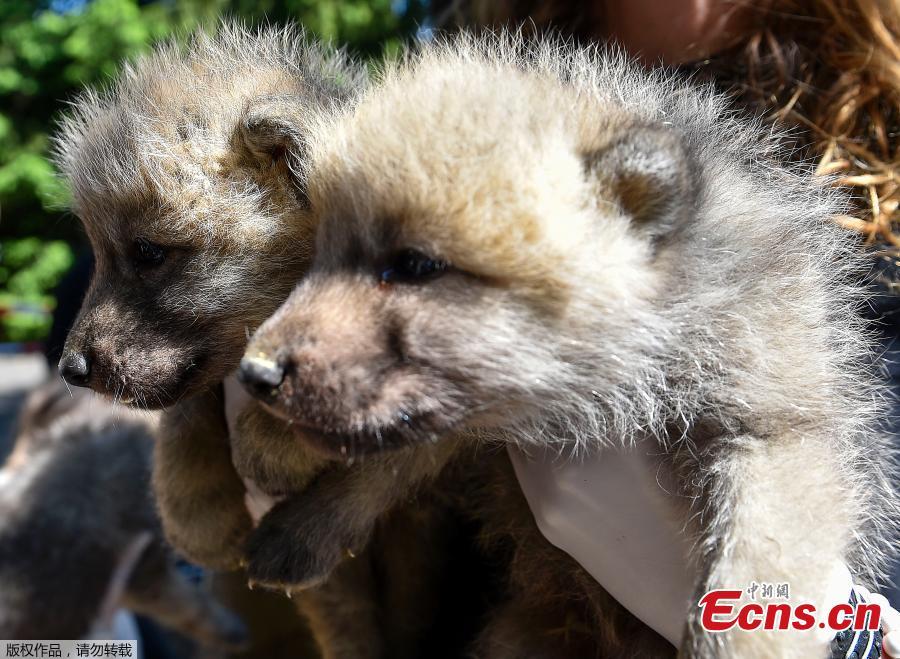 <?php echo strip_tags(addslashes(A zoo staff member takes care of two of the seven Artic white wolf cubs on May 23, 2019 at the zoological park of Amneville after an auscultation, a deworming, a weighing and a tagging. (Photo/Agencies))) ?>