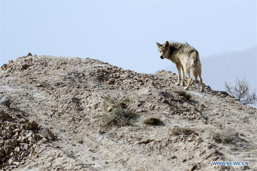 <?php echo strip_tags(addslashes(Photo taken on May 18, 2019 shows a wolf in the Altun Mountains, northwest China's Xinjiang Uygur Autonomous Region. There is a nature reserve covering 45,000 square kilometers of the Atlun Mountains, which are home to many wild lives. A lot of effort has gone into environmental protection in Altun over the past few decades. Ecosystems have regenerated on the nature reserve since it was set up in the 1980s to keep poaching, illegal trespassing and mining at bay. Some 400 km away from the uninhabited reserve, 3,000 meters above sea level, the workers are building a railway connecting cities in the northwestern provinces of Xinjiang and Qinghai. They get along quite well with unlikely neighbors. (Xinhua/Ding Lei))) ?>