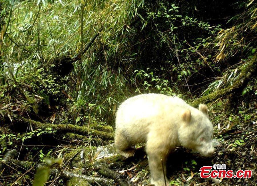 A rare all-white panda has been captured on cameras in the Wolong National Nature Reserve in Southwest China\'s Sichuan province, the reserve management authorities said on Saturday. The panda was captured in mid-April by an infrared camera about 2,000 meters above sea level in the wild, the authorities said. The panda has no spots on its body and its eyes look red. It was crossing the forest at the time.(Photo provided to China News Service)