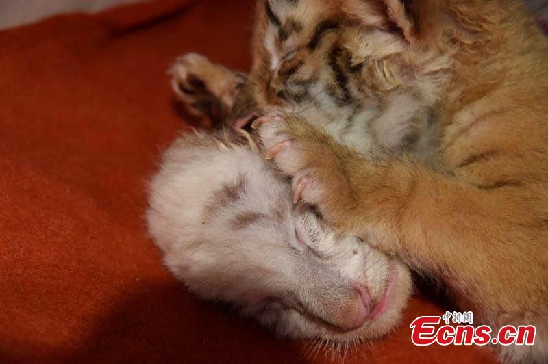 Twin tiger cubs celebrate their one-month anniversary at Hangzhou Safari Park in Hangzhou City, East China’s Zhejiang Province, May 26, 2019.  The pair are considered rare as one is a golden tabby tiger and one a white tiger, both coloured versions of the Bengal Tiger subspecies. (Photo provided to China News Service)