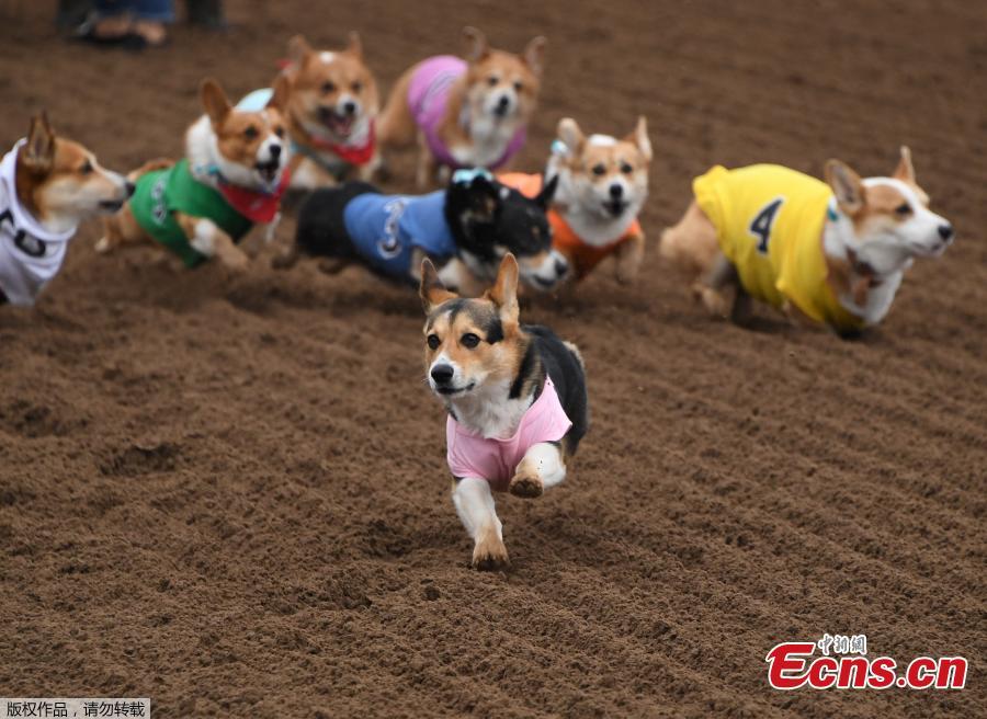 <?php echo strip_tags(addslashes(Corgi dogs race during the Southern California 