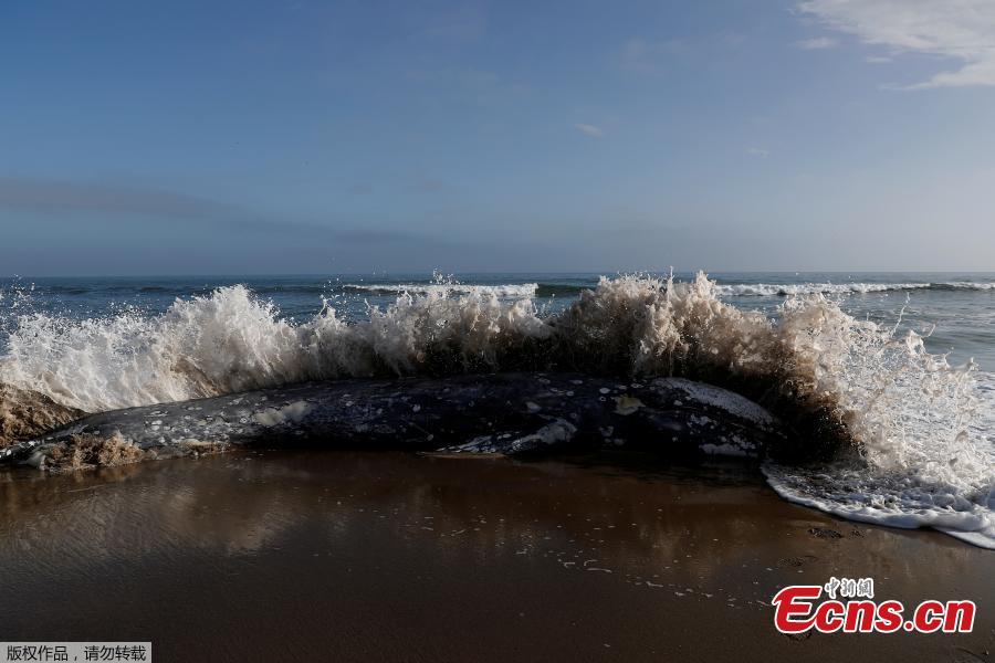 Waves crash on the carcass of a dead gray whale on Limantour Beach at Point Reyes National Seashore in Point Reyes Station, north of San Francisco, California, U.S., May 23, 2019. (Photo/Agencies)