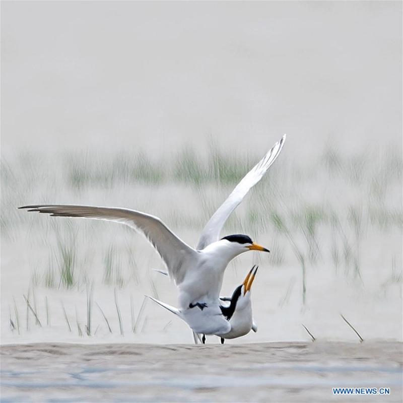 Chinese crested terns are seen at the Minjiangkou Wetland in Fuzhou, capital of southeast China\'s Fujian Province, May 21, 2019. The Minjiangkou Wetland, covering an area of 2,100 hectares, is a rest place and habitat for more than 150 species of water fowls for its ascendant location and fine environment. (Xinhua/Mei Yongcun)