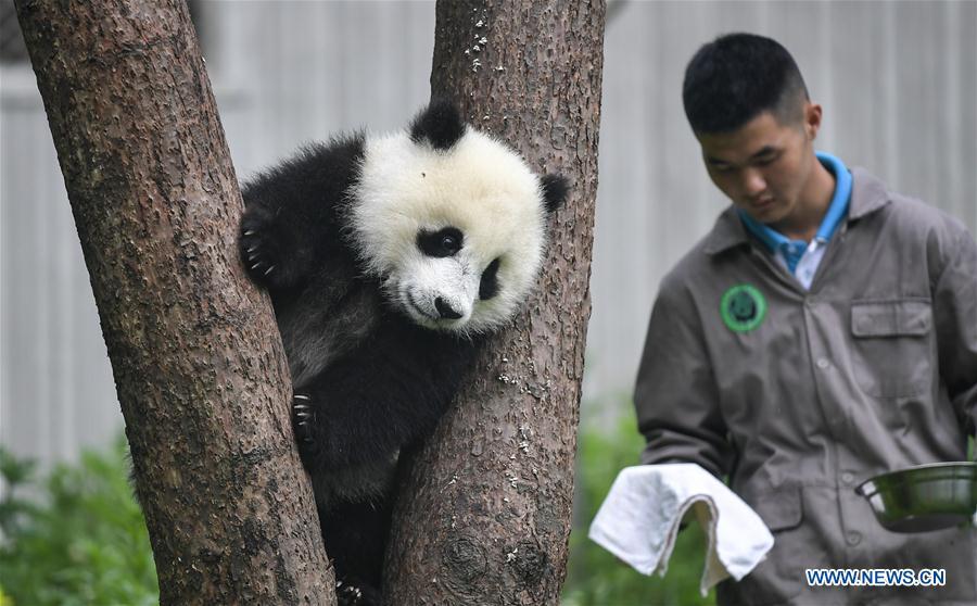 <?php echo strip_tags(addslashes(Photo taken on May 26, 2019 shows a baby giant panda at the 