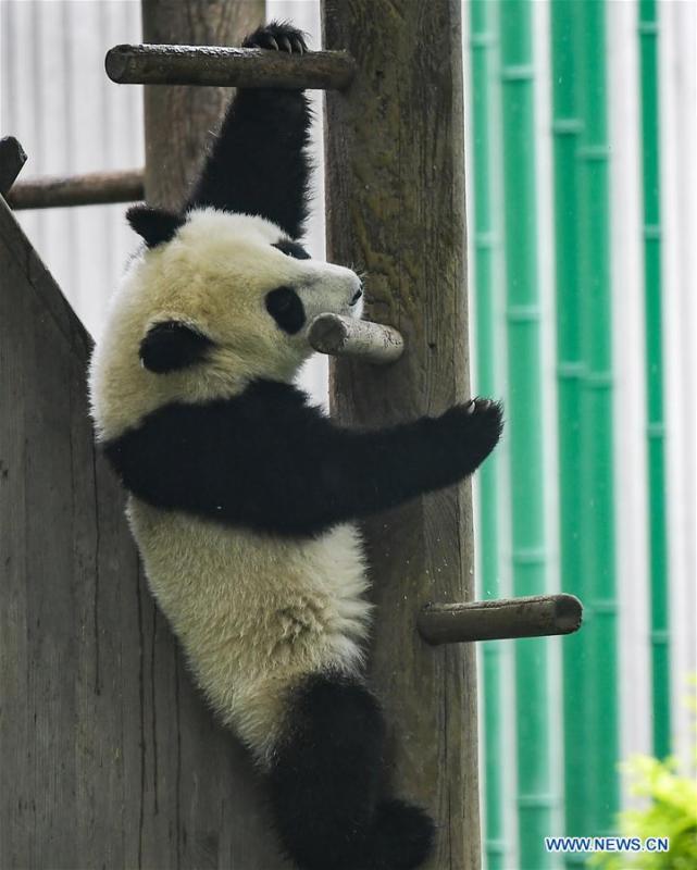 <?php echo strip_tags(addslashes(Photo taken on May 26, 2019 shows a baby giant panda at the 