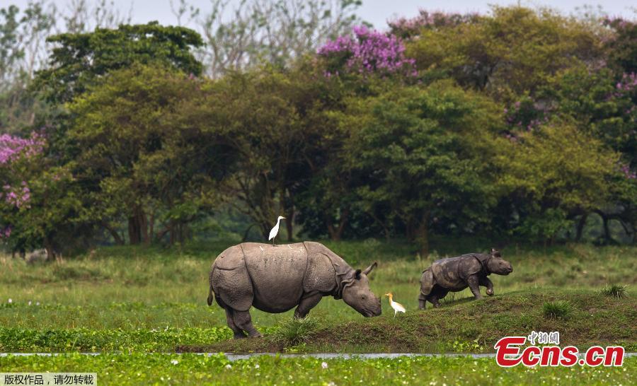 A one horned baby rhino grazing with its mother in the Pobitora wildlife sanctuary on the outskirts of Gauhati, India, Monday, May 27, 2019. The sanctuary has the highest density of the one-horned rhinoceros in the world. (Photo/Agencies)