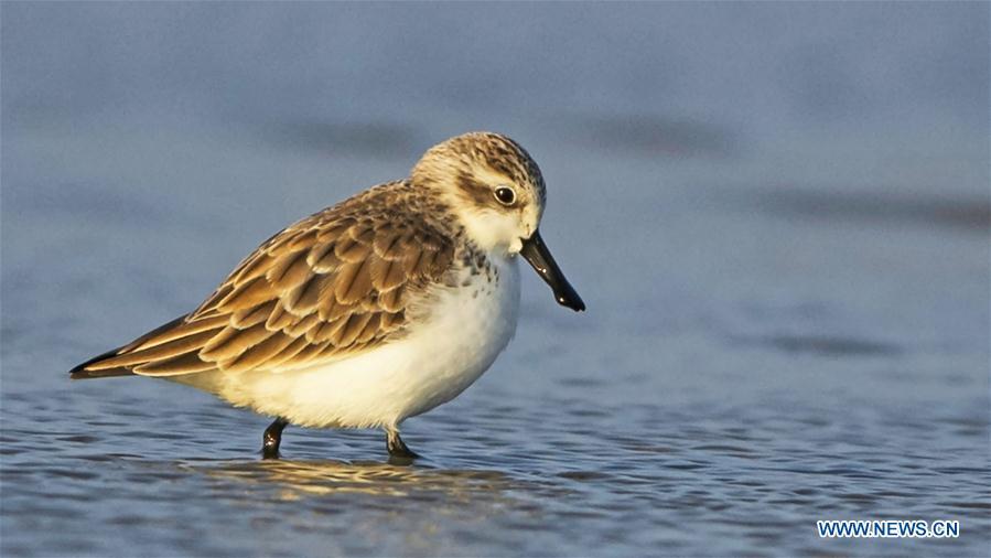 A spoon-billed sandpiper searches for food at the Minjiangkou Wetland in Fuzhou, capital of southeast China\'s Fujian Province, Jan. 24, 2019. The Minjiangkou Wetland, covering an area of 2,100 hectares, is a rest place and habitat for more than 150 species of water fowls for its ascendant location and fine environment. (Xinhua/Mei Yongcun)