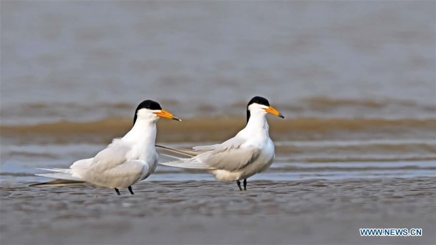 Chinese crested terns are seen at the Minjiangkou Wetland in Fuzhou, capital of southeast China\'s Fujian Province, April 24, 2019. The Minjiangkou Wetland, covering an area of 2,100 hectares, is a rest place and habitat for more than 150 species of water fowls for its ascendant location and fine environment. (Xinhua/Mei Yongcun)