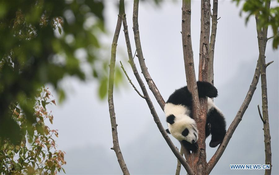 <?php echo strip_tags(addslashes(Photo taken on May 25, 2019 shows a baby giant panda at the 