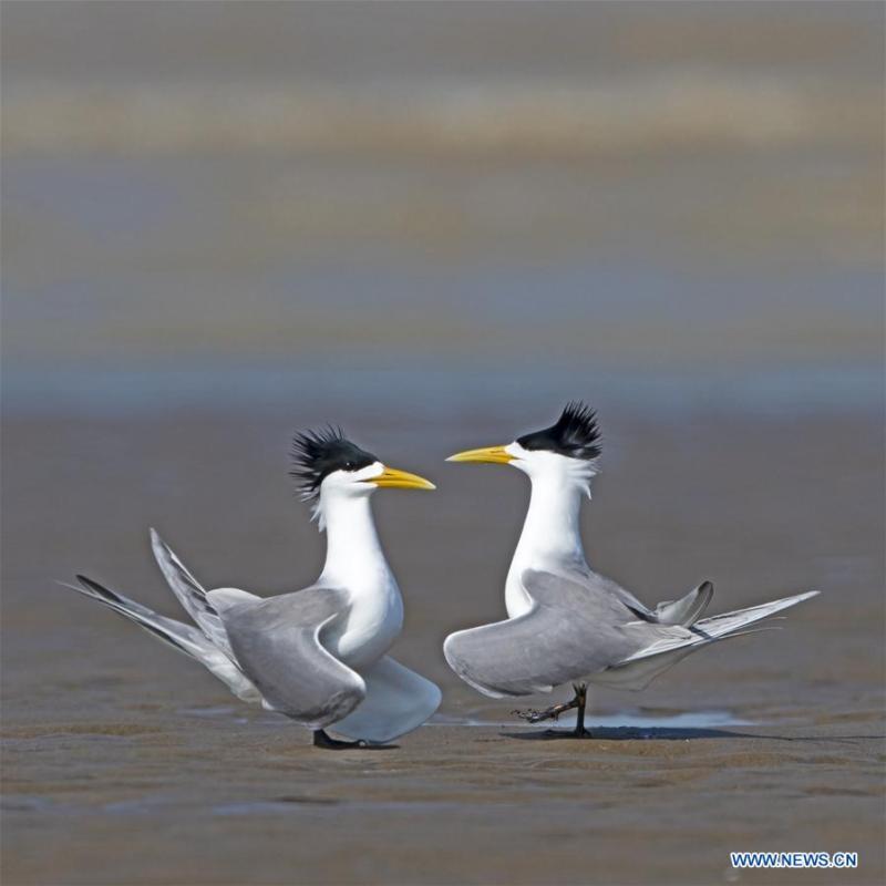 Great crested terns are seen at the Minjiangkou Wetland in Fuzhou, capital of southeast China\'s Fujian Province, May 23, 2019. The Minjiangkou Wetland, covering an area of 2,100 hectares, is a rest place and habitat for more than 150 species of water fowls for its ascendant location and fine environment. (Xinhua/Mei Yongcun)