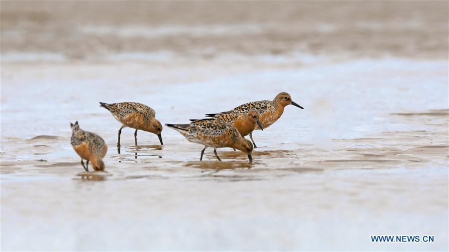 Red knots search for food at the Minjiangkou Wetland in Fuzhou, capital of southeast China\'s Fujian Province, May 24, 2019. The Minjiangkou Wetland, covering an area of 2,100 hectares, is a rest place and habitat for more than 150 species of water fowls for its ascendant location and fine environment. (Xinhua/Mei Yongcun)