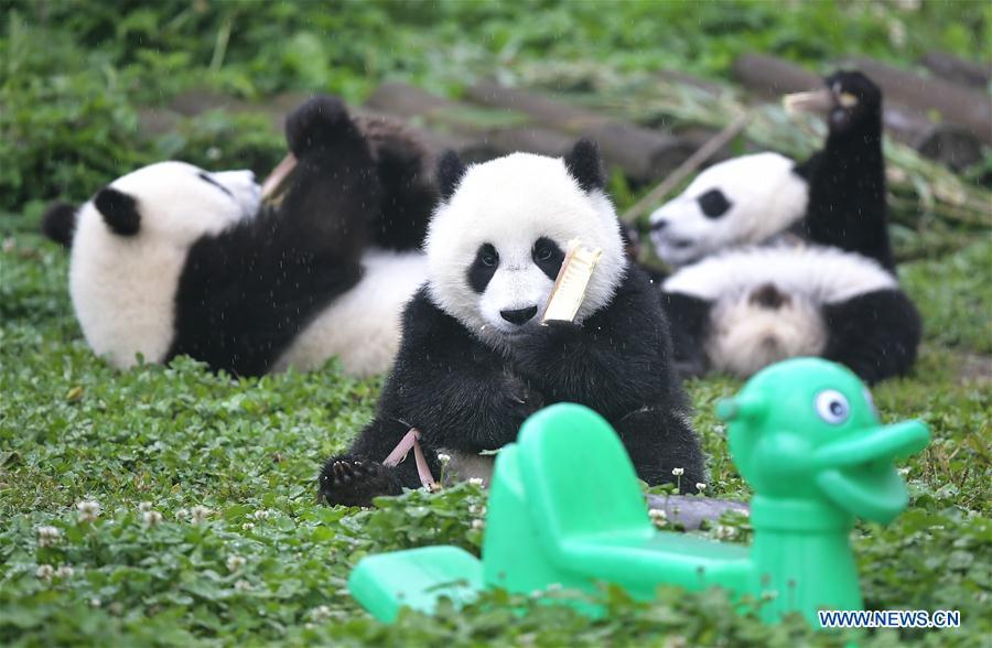 <?php echo strip_tags(addslashes(Photo taken on May 26, 2019 shows baby giant pandas at the 
