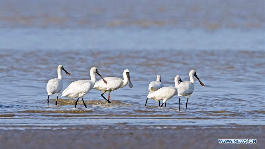 Black-faced spoonbills search for food at the Minjiangkou Wetland in Fuzhou, capital of southeast China\'s Fujian Province, May 23, 2019. The Minjiangkou Wetland, covering an area of 2,100 hectares, is a rest place and habitat for more than 150 species of water fowls for its ascendant location and fine environment. (Xinhua/Mei Yongcun)