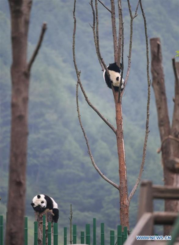 <?php echo strip_tags(addslashes(Photo taken on May 25, 2019 shows baby giant pandas at the 