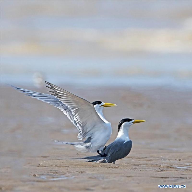 Great crested terns are seen at the Minjiangkou Wetland in Fuzhou, capital of southeast China\'s Fujian Province, May 23, 2019. The Minjiangkou Wetland, covering an area of 2,100 hectares, is a rest place and habitat for more than 150 species of water fowls for its ascendant location and fine environment. (Xinhua/Mei Yongcun)