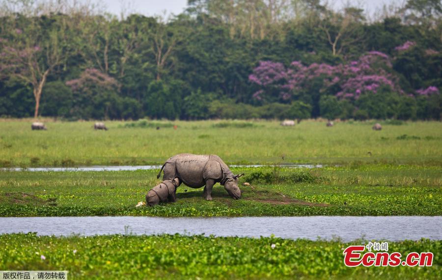 A one horned baby rhino grazing with its mother in the Pobitora wildlife sanctuary on the outskirts of Gauhati, India, Monday, May 27, 2019. The sanctuary has the highest density of the one-horned rhinoceros in the world. (Photo/Agencies)