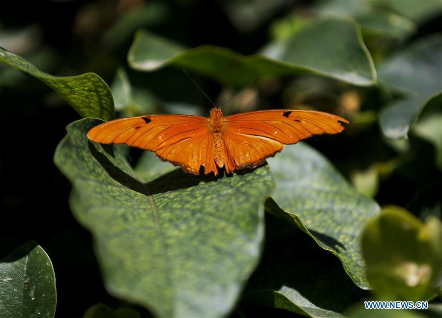 A butterfly is seen on leaves at the Butterfly Pavilion of the Natural History Museum of Los Angeles County in Los Angeles, the United States, May 27, 2019. The butterfly exhibition at the Natural History Museum of Los Angeles County showcases hundreds of butterflies and the plants that surround them. (Xinhua/Li Ying)