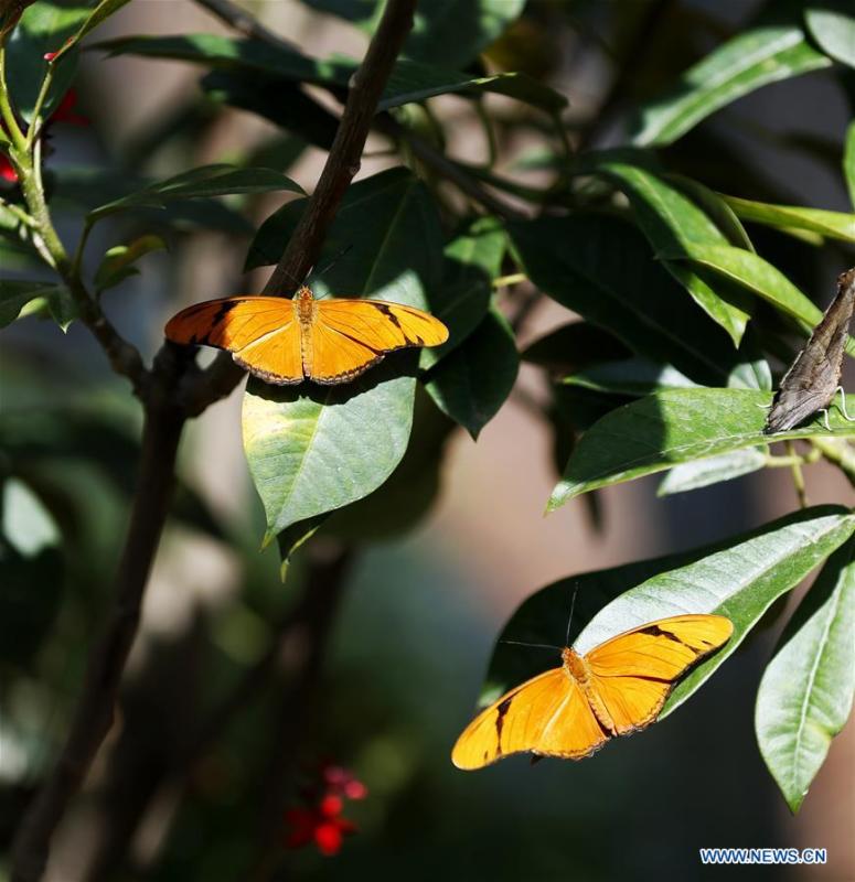 <?php echo strip_tags(addslashes(Butterflies rest on leaves at the Butterfly Pavilion of the Natural History Museum of Los Angeles County in Los Angeles, the United States, May 27, 2019. The butterfly exhibition at the Natural History Museum of Los Angeles County showcases hundreds of butterflies and the plants that surround them. (Xinhua/Li Ying))) ?>