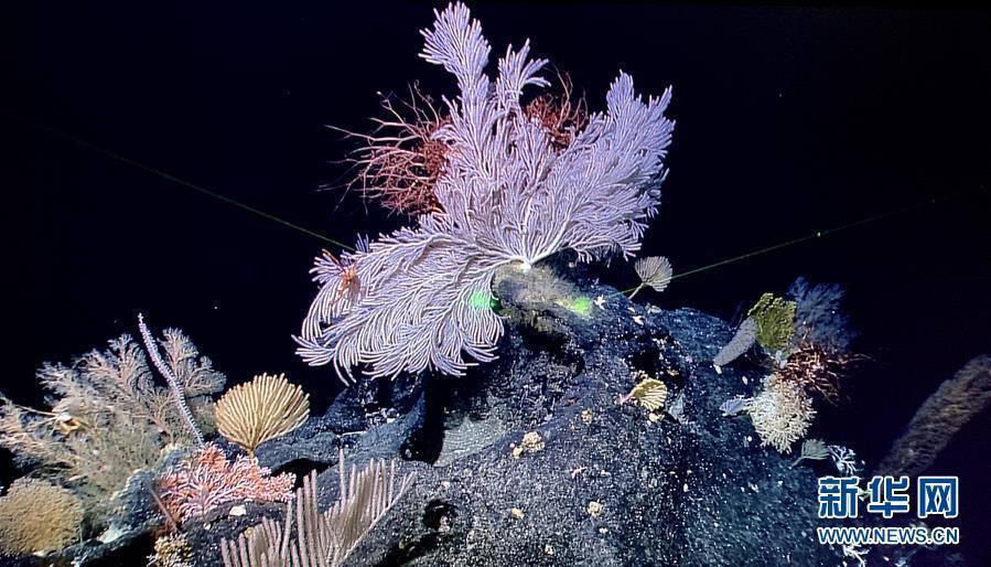 The photo taken on May 29, 2019 shows a sponge and coral garden shot by China\'s remote operated vehicle (ROV), Discovery, in the sea bottom of western Pacific Ocean. (Photo/Xinhua)