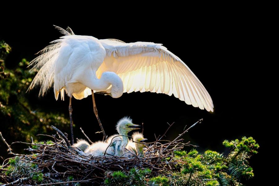 <?php echo strip_tags(addslashes(Egrets are seen in Xiangshan Forest Park in Nanchang city, Jiangxi Province, in May 2019. (Photo by Xu Nanping/for chinadaily.com.cn))) ?>