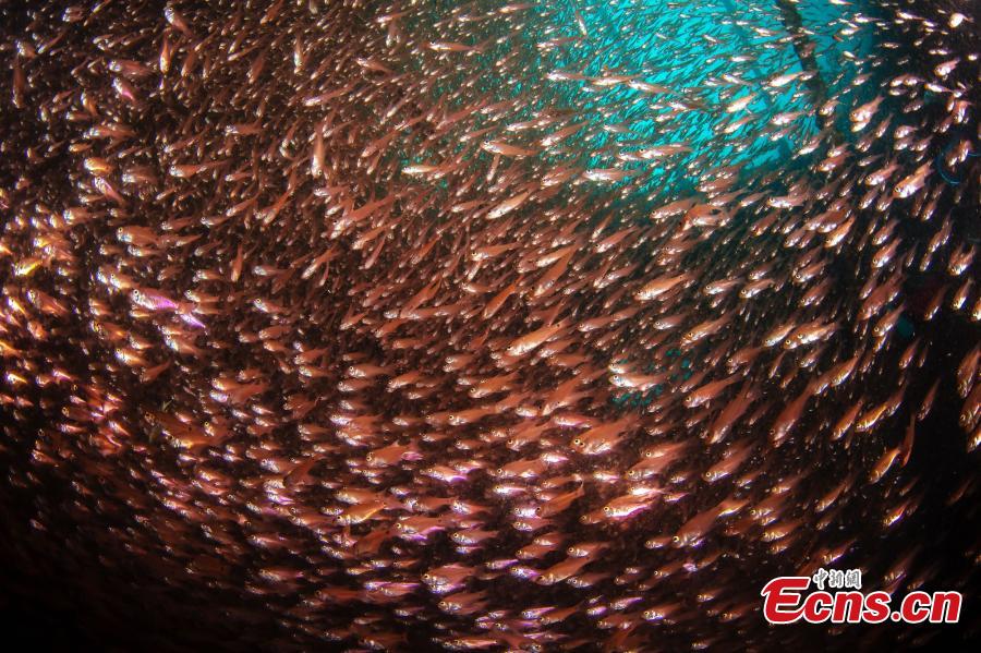 <?php echo strip_tags(addslashes(A photograph of an underwater scene at the Wuzhizhou Island scenic spot captured by photographer Wang Baomin during a four-day photo contest in Sanya City, Hainan Province. (Photo/China News Service))) ?>