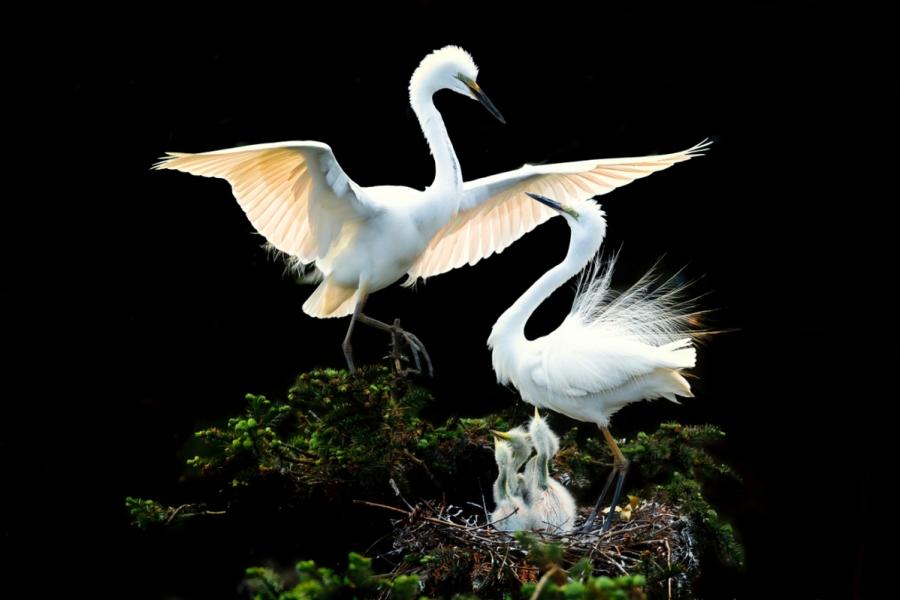 Egrets are seen in Xiangshan Forest Park in Nanchang city, Jiangxi Province, in May 2019. (Photo by Xu Nanping/for chinadaily.com.cn)

The egrets in Xiangshan Forest Park in Nanchang city, Jiangxi Province, have entered their breeding season. About 300,000 birds have come to live, nest and breed in the park since earlier this month.

Pairs of egrets hatch eggs alternately, with one staying at home while the other goes outside to seek food.

A pair of egrets together in a nest creates a heartwarming scene. While one bird glides and flies into the nest, the other one at home offers a greeting. To show affection, the birds make gestures that look like kissing each other on the neck.

Once their chicks hatch, the heron pair will begin their most difficult process -- feeding the young herons and spreading their wings to protect the chicks from wind and rain.
