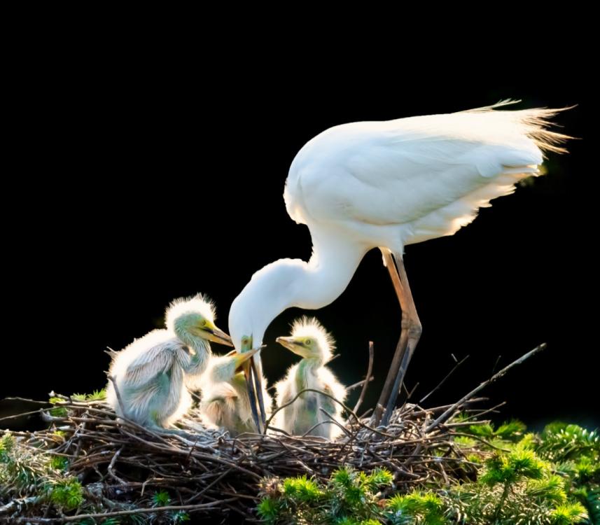 <?php echo strip_tags(addslashes(Egrets are seen in Xiangshan Forest Park in Nanchang city, Jiangxi Province, in May 2019. (Photo by Xu Nanping/for chinadaily.com.cn))) ?>