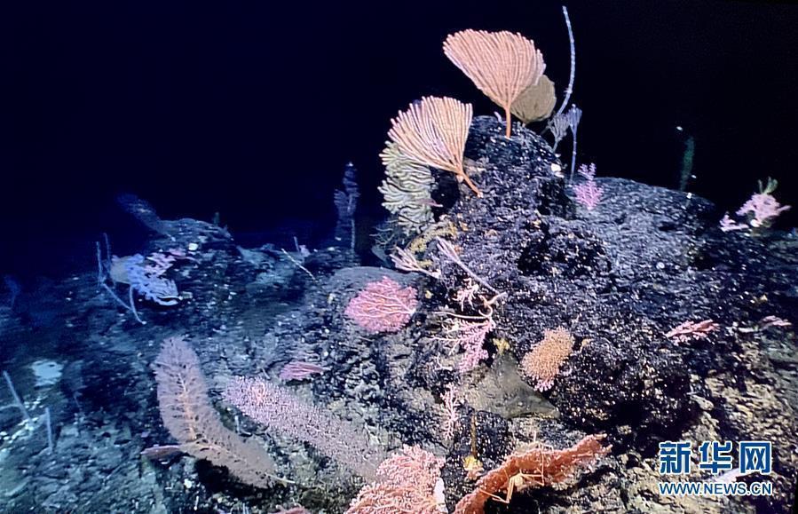 The photo taken on May 29, 2019 shows a sponge and coral garden shot by China\'s remote operated vehicle (ROV), Discovery, in the sea bottom of western Pacific Ocean. (Photo/Xinhua)