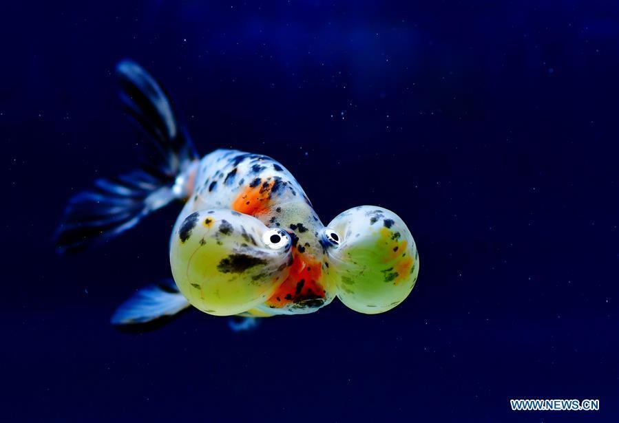 <?php echo strip_tags(addslashes(Photo taken on May 29, 2019 shows the goldfish during the 2nd international goldfish competition in Fuzhou, capital of southeast China's Fujian Province. (Xinhua/Wei Peiquan))) ?>